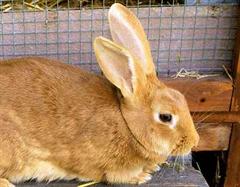 Die Kaninchen sind nun in einem Tierheim untergebracht. (Bild: Archiv)